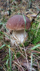 Boletus pinophilus
