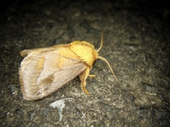 Narosoideus flavidorsalis
