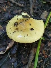 Tricholoma
