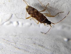 Ozophora picturata