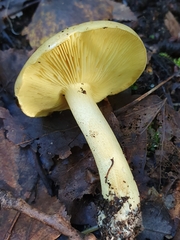 Tricholoma