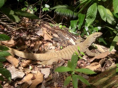 Varanus nebulosus
