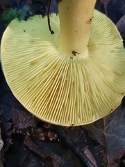 Tricholoma