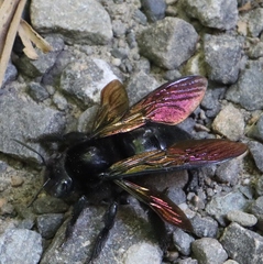 Xylocopa tranquebarorum