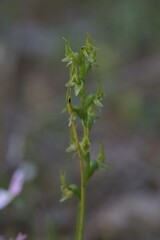 Prasophyllum gracile