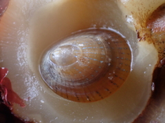Patella pellucida