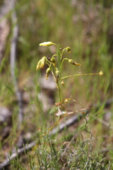 Drosera subhirtella