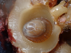 Patella pellucida