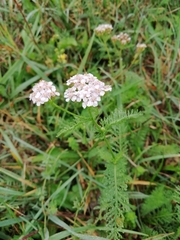 Achillea roseo-alba