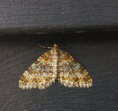 Entephria flavicinctata