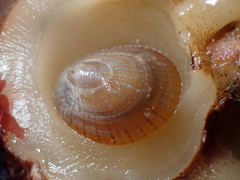 Patella pellucida