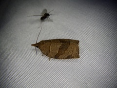 Pandemis cinnamomeana