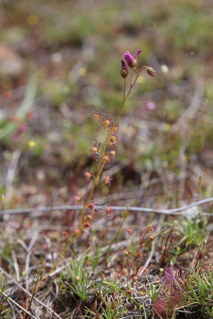 Drosera menziesii (Drosera menziesii)