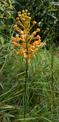 Platanthera ciliaris
