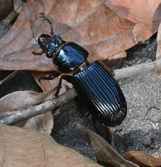 Passalidae