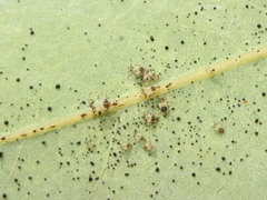 Tingidae