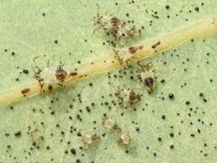 Tingidae