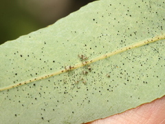 Tingidae