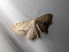 Idaea dimidiata