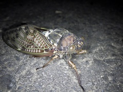 Graptopsaltria nigrofuscata