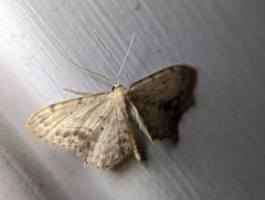 Idaea dimidiata