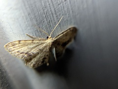 Idaea dimidiata