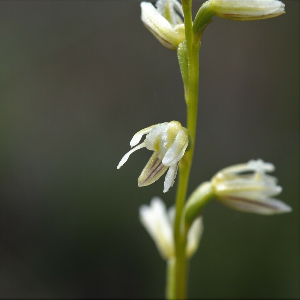 Prasophyllum cyphochilum