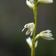 Prasophyllum cyphochilum