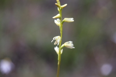 Prasophyllum cyphochilum