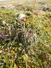 Tephroseris integrifolia atropurpurea