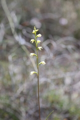 Prasophyllum cyphochilum