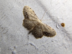 Idaea dimidiata