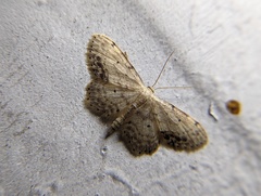 Idaea dimidiata