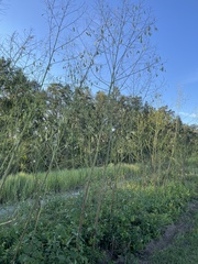 Sesbania vesicaria