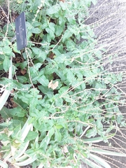 Salvia × sylvestris