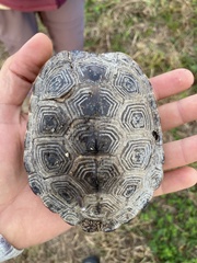 Malaclemys terrapin terrapin