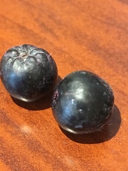 Aronia melanocarpa