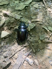 Neolucanus maximus vendli