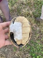 Malaclemys terrapin terrapin