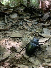 Neolucanus maximus vendli