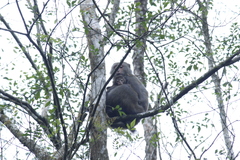 Macaca cyclopis