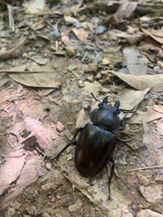 Neolucanus maximus vendli