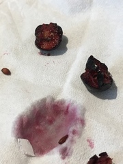 Aronia melanocarpa