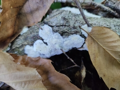 Phlebia rufa