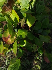 Bergenia crassifolia