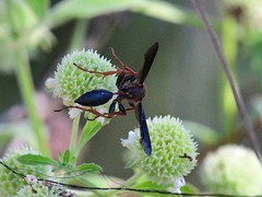 Isodontia exornata