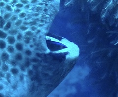 Labroides dimidiatus