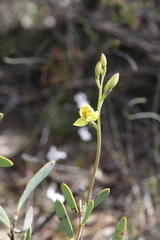 Thelymitra villosa