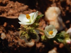 Anisodontea biflora