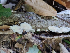 Phlebia rufa